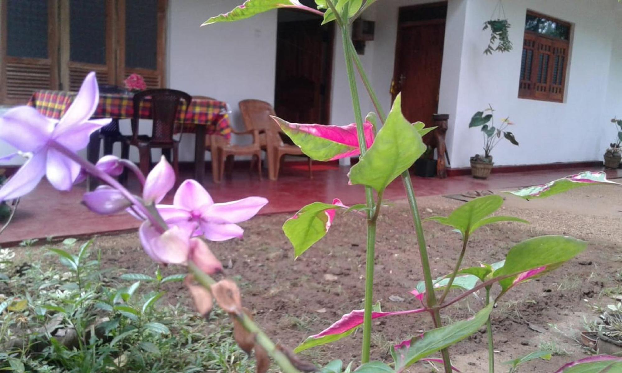 Winstar Homestay Sigiriya Luaran gambar