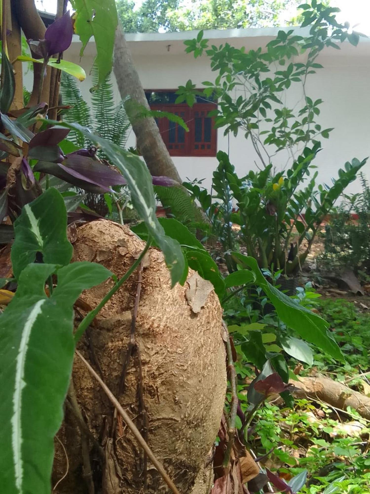 Winstar Homestay Sigiriya Luaran gambar