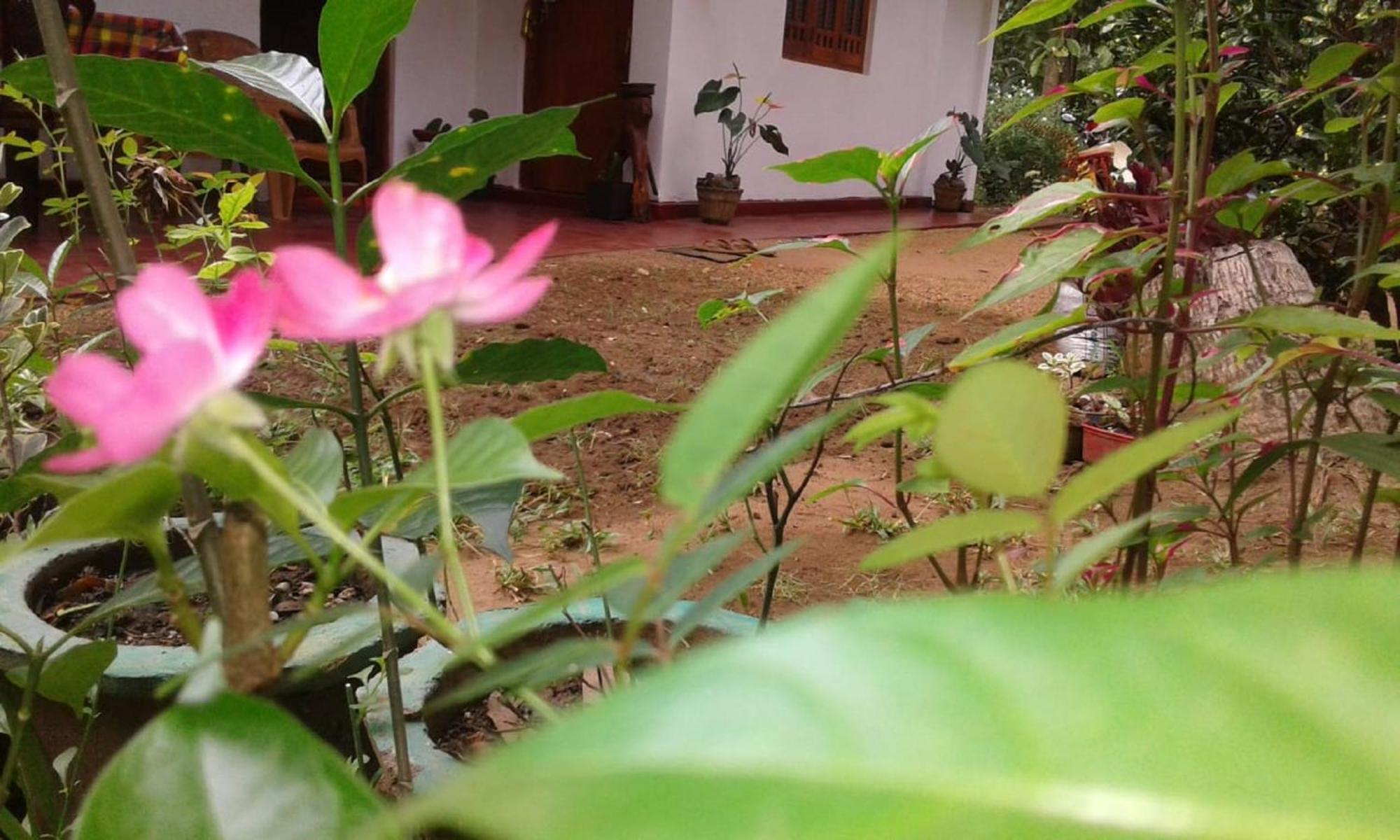 Winstar Homestay Sigiriya Luaran gambar