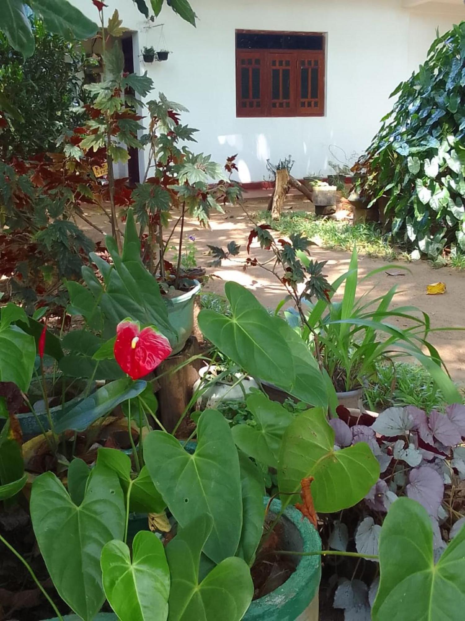 Winstar Homestay Sigiriya Luaran gambar